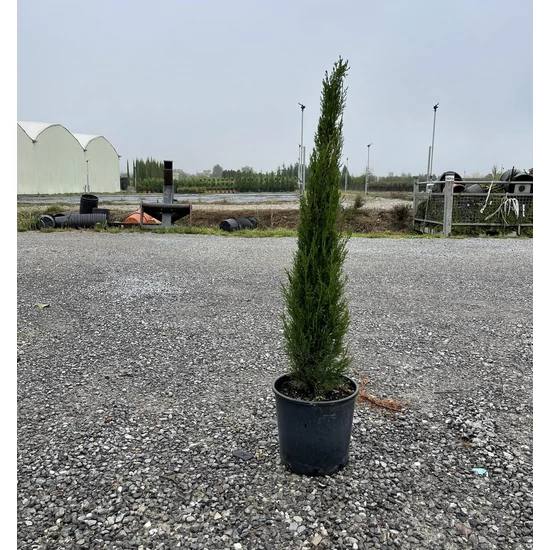 Európai ciprus   CUPRESSUS SEMPERVIRENS TOTEM 80/100 K9