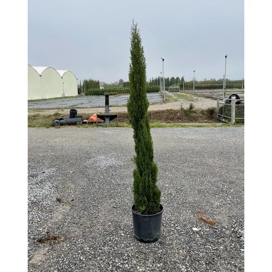 Európai ciprus   CUPRESSUS SEMPERVIRENS TOTEM 150/170 K18