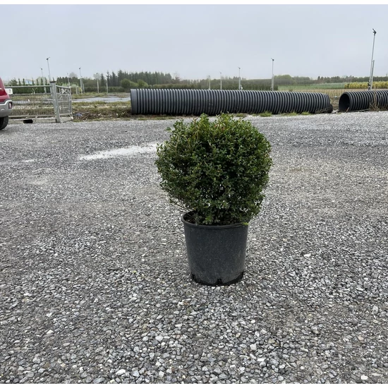 Csipkéslevelű magyal  ILEX CRENATA GREEN GLORY K9