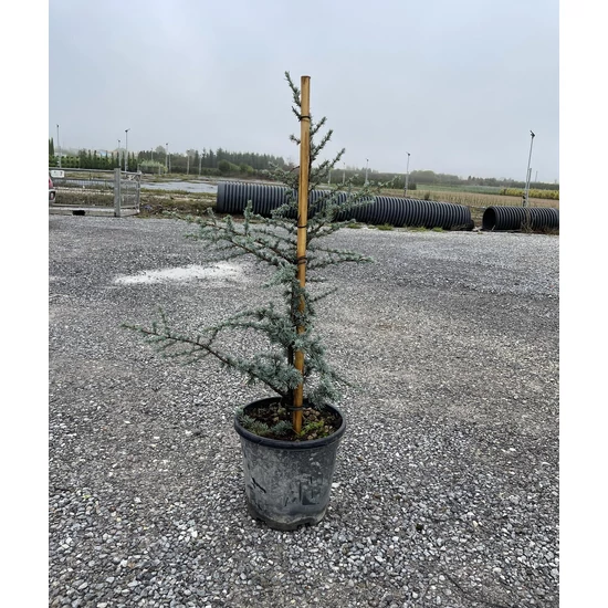 Atlasz cédrus CEDRUS ATLANTICA GLAUCA 80/100 K15/18