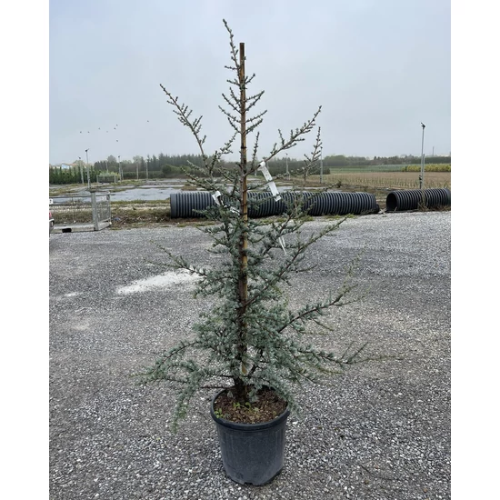 Atlasz cédrus CEDRUS ATLANTICA GLAUCA 150/170 K25