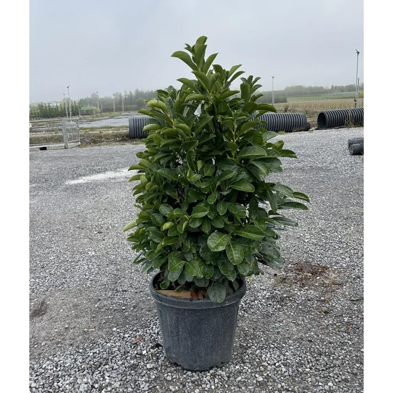 Közönséges babérmeggy   PRUNUS LAUROCERASUS ETNA 80/+ K30