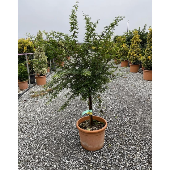 Balkon selyemakác CALLIANDRA SURINAMENSIS DIXIE PINK T50 K15