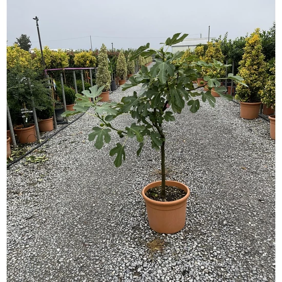 Füge FICUS CARICA T50 K15