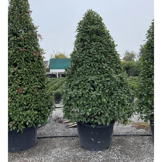 Örökzöld korallberkenye   PHOTINIA FRASERI RED ROBIN KÚP 250/300 K230