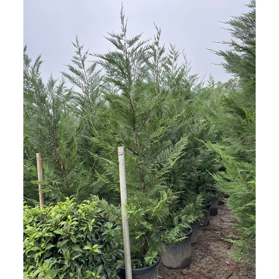 Leyland ciprus CUPRESSOCYPARIS LEYLANDII 200/250 K25