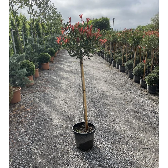 Örökzöld korallberkenye   PHOTINIA FRASERI PINK MARBLE T80 K15