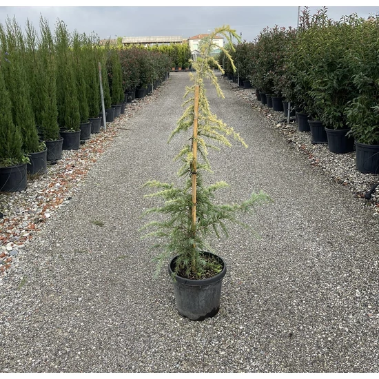 Sárga himalájai cédrus  CEDRUS DEODARA AUREA 125/150 K15