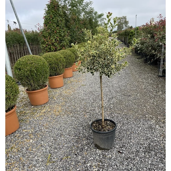 Közönséges magyal   ILEX AQUIFOLIUM ARGENTEOMARGINATA T70 K15/25