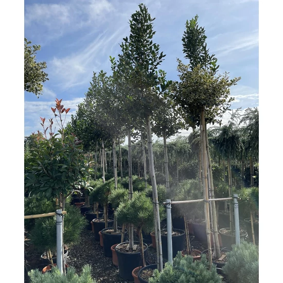 Magyal  ILEX MUTCHAGARA NELLIE R. STEVENS T180 K35/50