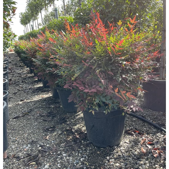 Japán szentfa   NANDINA DOMESTICA OBSESSED K35