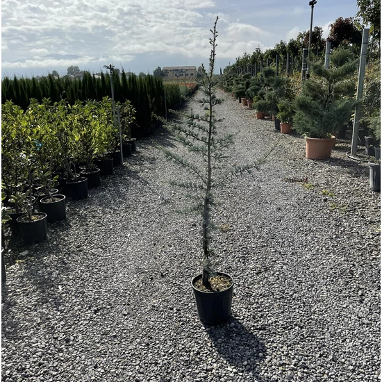 Atlasz cédrus   CEDRUS ATLANTICA GLAUCA 100/+ K7,5