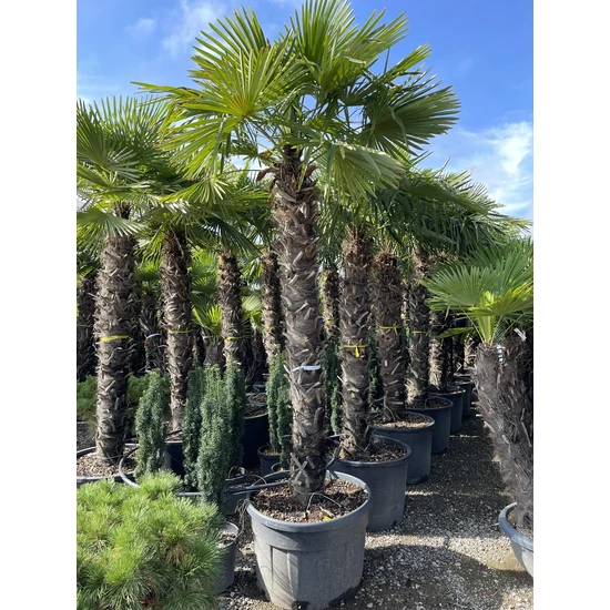 Kínai kenderpálma  CHAMAEROPS EXCELSA T200/220 K210