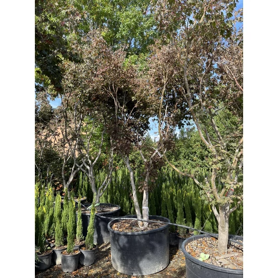 Japán juhar   ACER PALMATUM BLOODGOOD K600