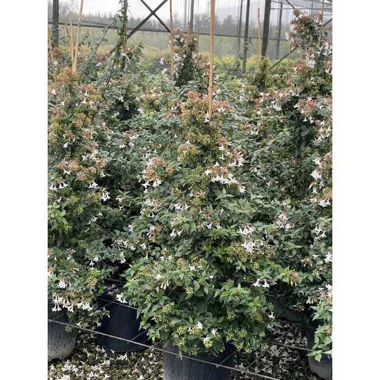 Nagyvirágú tárnicslonc   ABELIA GRANDIFLORA KÚP100/120 K10