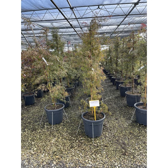Szeldelt levelű japán juharACER PALMATUM DISSECTUM INABA-SHIDARE SZÖKŐKÚT FORMA 220/250 K35