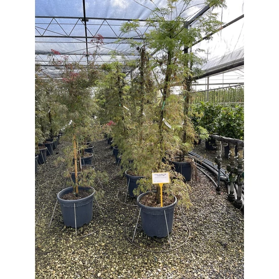 Szeldelt levelű japán juhar ACER PALMATUM DISSECTUM SZÖKŐKÚT FORMA 220/250 K35