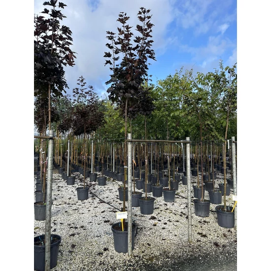 Vöröslevelű oszlopos juhar ACER PLATANOIDES CRIMSON SENTRY T200 8/10 K35