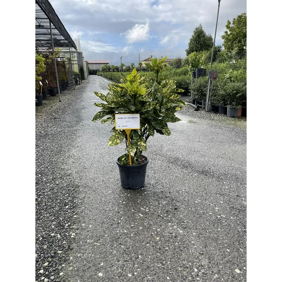 Márványos babérsom   AUCUBA JAPONICA CROTONIFOLIA GOLD 60/80 K9
