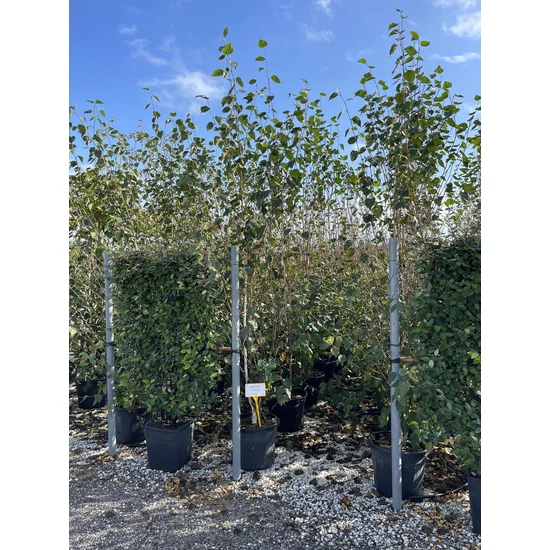 Himalájai nyír   BETULA UTILIS 250/300 K35