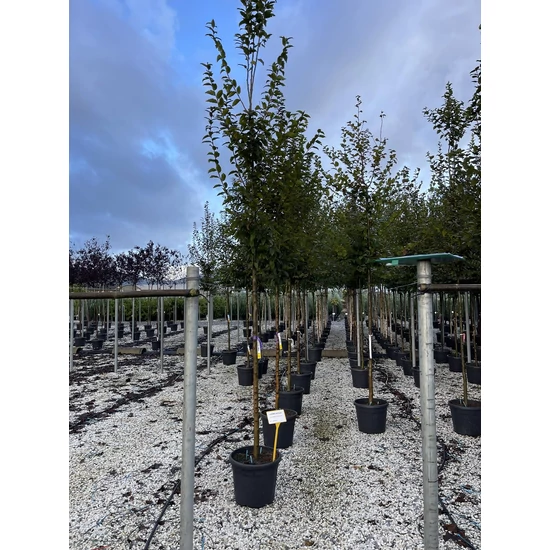 Közönséges gyertyán   CARPINUS BETULUS T200 12/14 K35