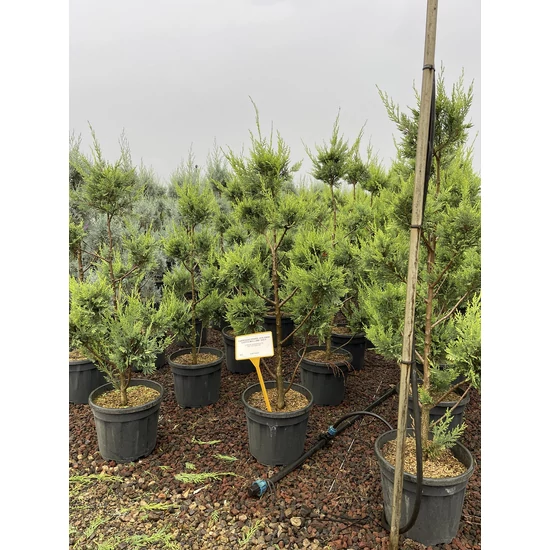 Arany lombú leyland ciprus CUPRESSOCYPARIS LEYLANDII CASTLEWELLAN GOLD POM-PON 120/140 K18