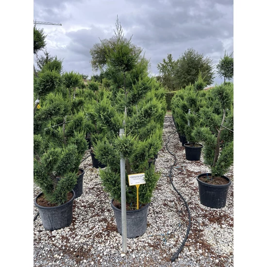 Arany lombú leyland ciprus CUPRESSOCYPARIS LEYLANDII CASTLEWELLAN GOLD BONSAI 120/140 K35