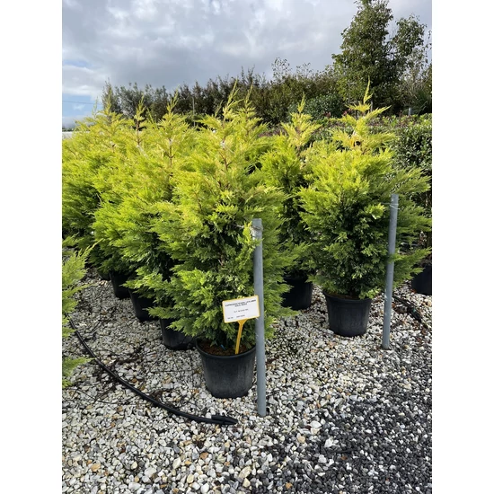 Arany lombú leyland ciprus CUPRESSOCYPARIS LEYLANDII GOLD RIDER 120/150 K18