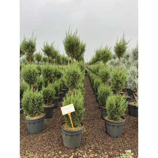 Leyland ciprus CUPRESSOCYPARIS LEYLANDII PYRAMIDALIS 3 GÖMB 120/140 K18
