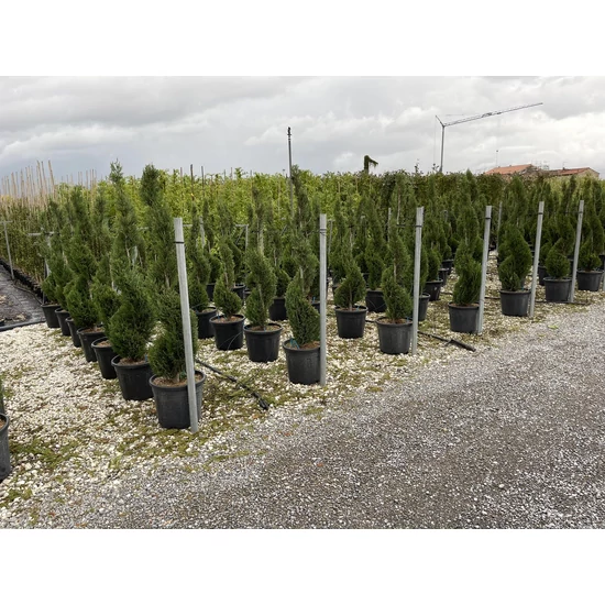 Leyland ciprus CUPRESSOCYPARIS LEYLANDII PYRAMIDALIS SPIRÁL 120/140 K18