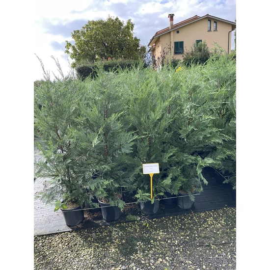 Leyland ciprus CUPRESSOCYPARIS LEYLANDII 125/150 K9