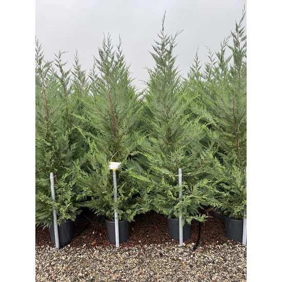 Leyland ciprus CUPRESSOCYPARIS LEYLANDII 200/250 K25