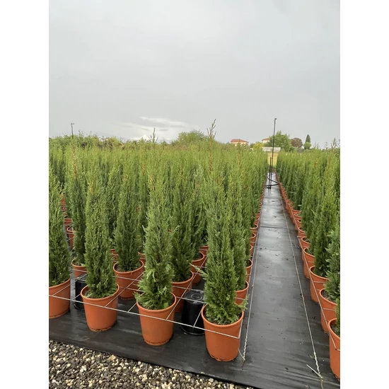 Európai ciprus CUPRESSUS SEMPERVIRENS TOTEM EXTRA K9