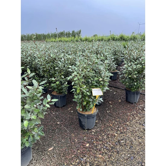Tarka levelű ezüstfa ELAEAGNUS EBBINGEI 120/150 K18