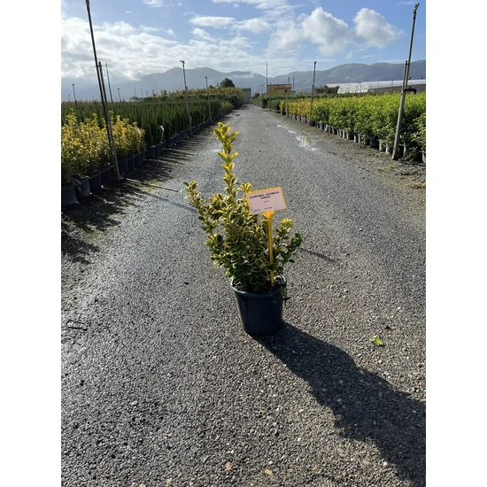 Japán kecskerágó  EUONYMUS JAPONICUS ELEGANTISSIMUS AUREUS K9