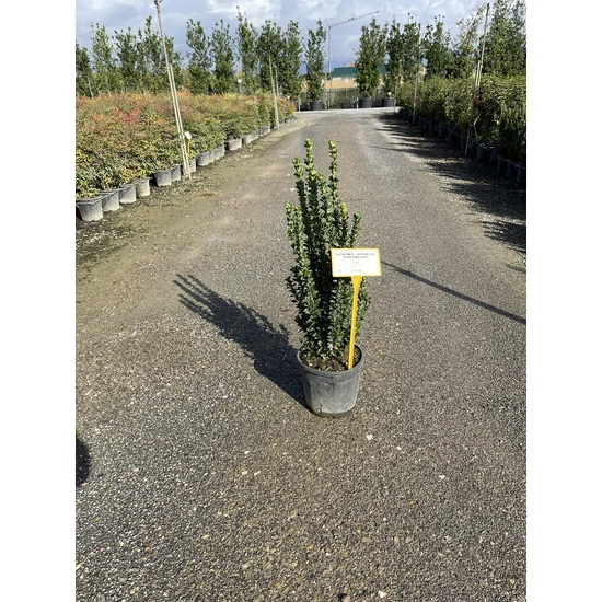 Japán kecskerágó EUONYMUS JAPONICUS BENKOMASAKI ERECTA K9