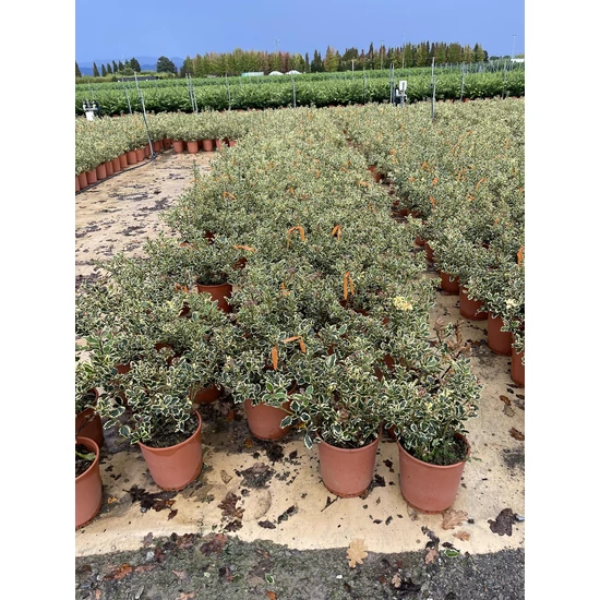 Közönséges magyal  ILEX AQUIFOLIUM ARGENTEOMARGINATA 40/60 K9