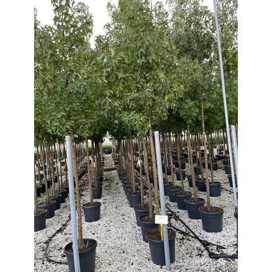 Amerikai ámbrafa   LIQUIDAMBAR STYRACIFLUA T200 12/14 K35