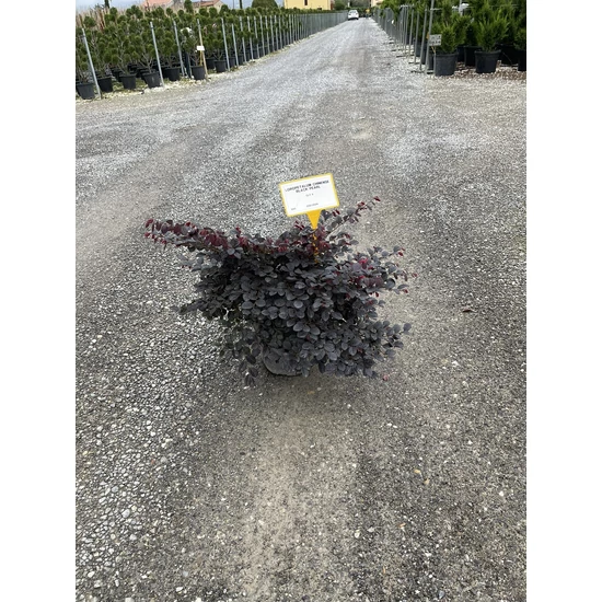 Kínai rojtosvirág   LOROPETALUM CHINENSE BLACK PEARL 20/40 K9  