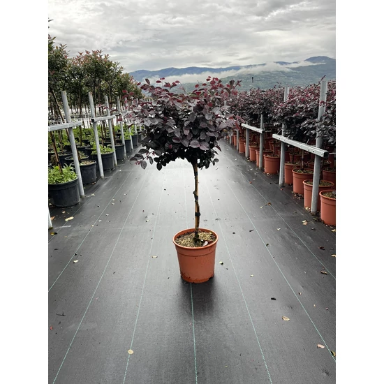 Kínai rojtosvirág   LOROPETALUM CHINENSIS BLACK PEARL T1/4 K7