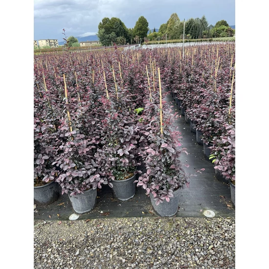 Kínai rojtosvirág   LOROPETALUM CHINENSE BLACK PEARL KÚP K9