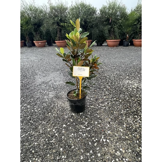 Örökzöld liliomfa MAGNOLIA GRANDIFLORA LITTLE GEM K9