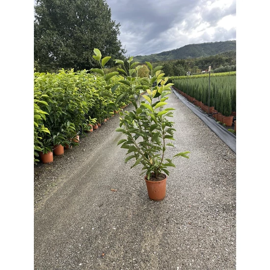 Nagyvirágú liliomfa   MAGNOLIA SOULANGEANA 80/100 K9