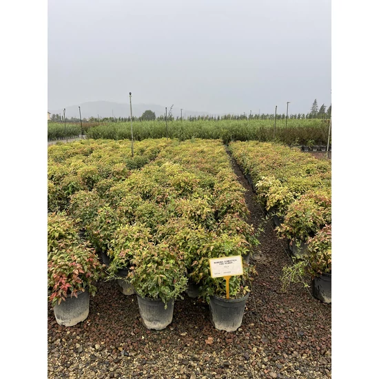 Japán szentfa   NANDINA DOMESTICA FIRE POWER 40/+ K9