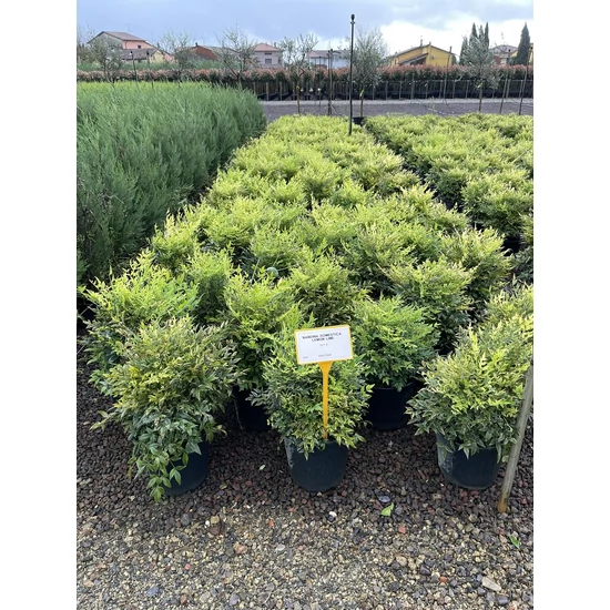 Japán szentfa   NANDINA DOMESTICA LEMON LIME 40/+ K9