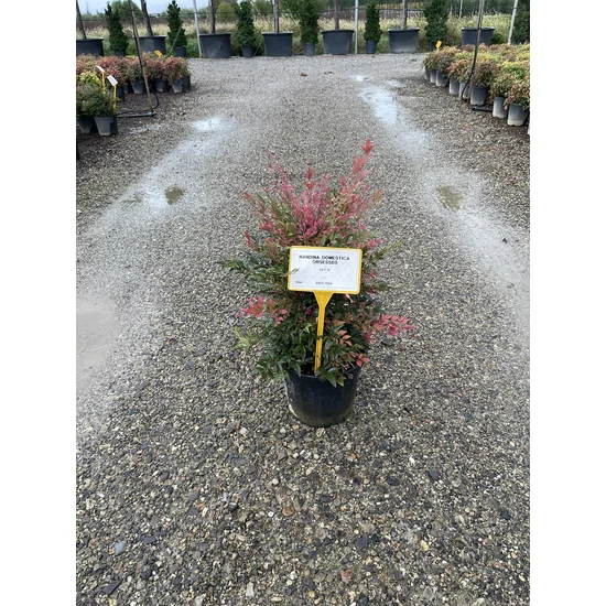 Japán szentfa   NANDINA DOMESTICA OBSESSED 40/+ K9
