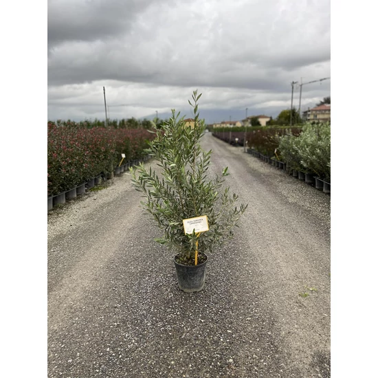 Olajfa    OLEA EUROPAEA CIPRESSINO 40/60 K9