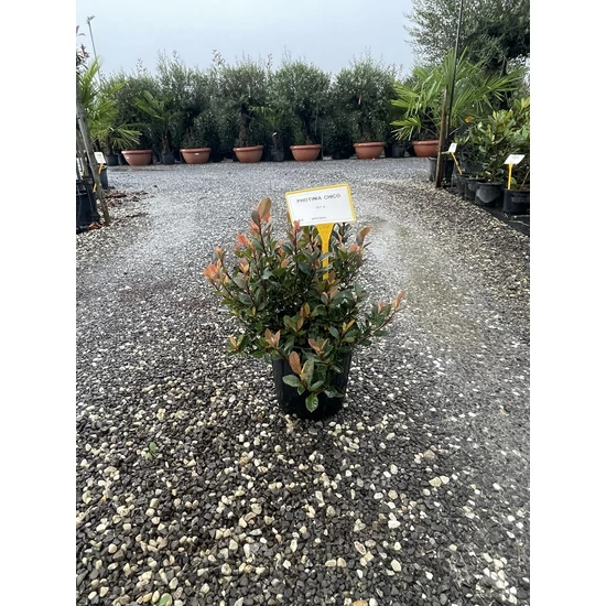 Örökzöld korallberkenye   PHOTINIA FRASERI CHICO K9