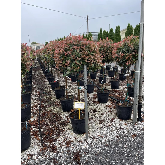 Örökzöld korallberkenye   PHOTINIA FRASERI LITTLE RED ROBIN T1/2 K18