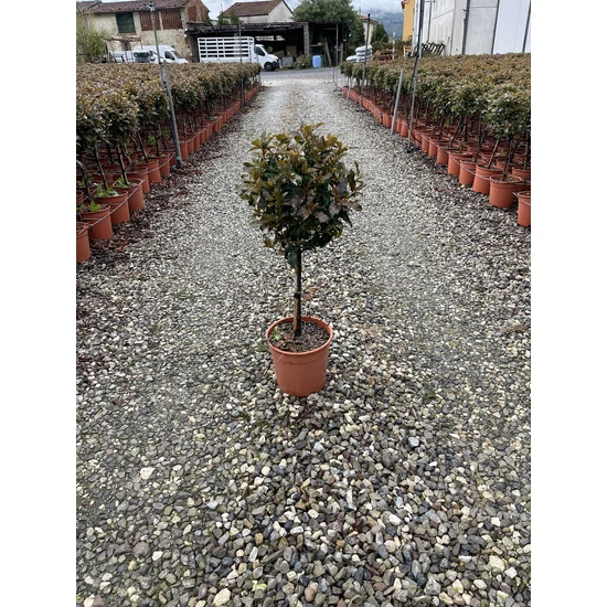 Örökzöld korallberkenye   PHOTINIA FRASERI MAGICAL VOLCANO T1/4 K10